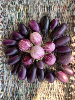 Eggplant Seedlings | Spectrum Gardening
