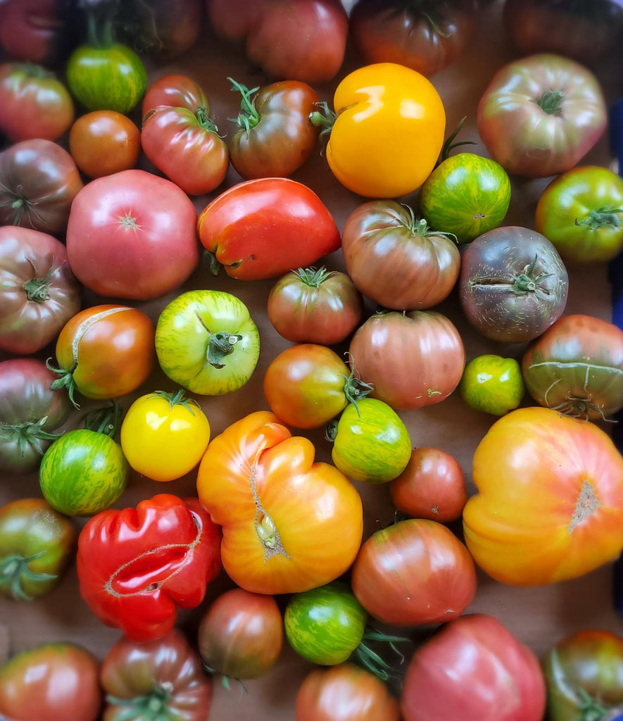 Open Pollinated and Heirloom Tomato Seedlings | Spectrum Gardening