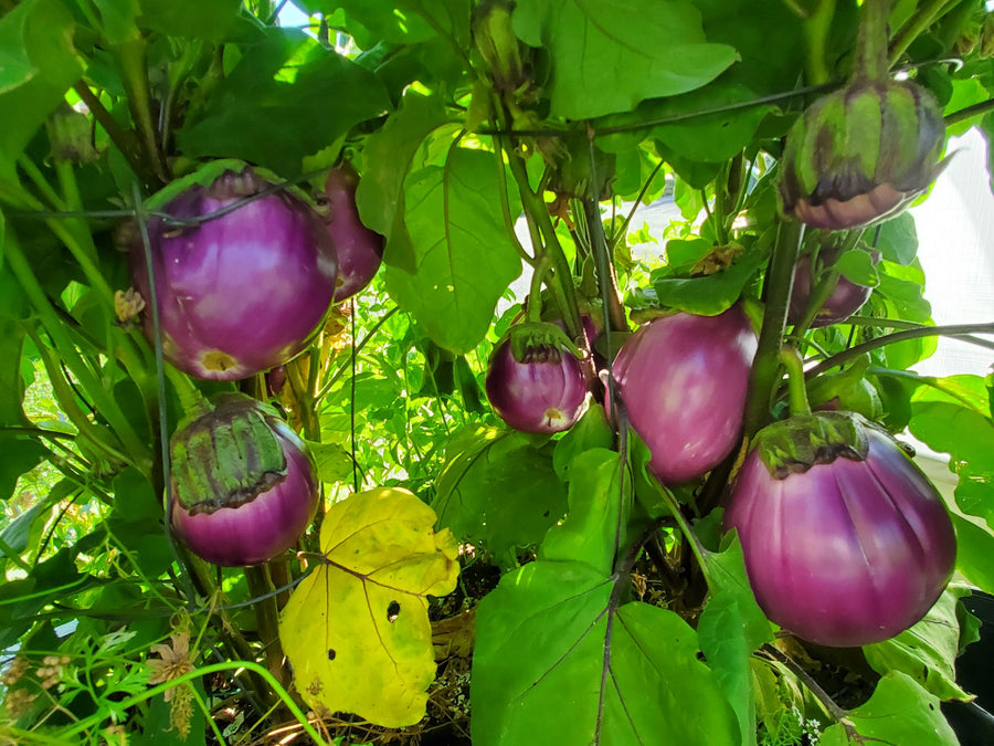 eggplantページ 717-E+Jha6L._AC_UF350,